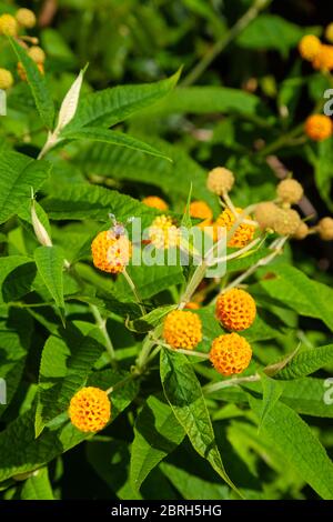 La Buddleia globosa ( Golden Ball ) che crescono in un giardino in Fife, Scozia. Foto Stock