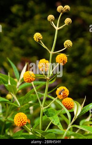 La Buddleia globosa ( Golden Ball ) che crescono in un giardino in Fife, Scozia. Foto Stock