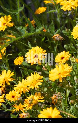 Il marigold del vaso (Calendula officinalis) Foto Stock