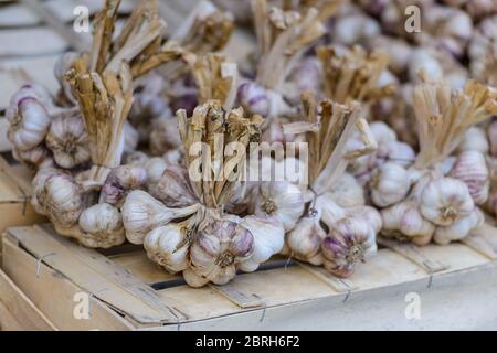 Grappoli di aglio viola disposti ordinatamente su una bancarella di mercato a Saint-Palais-sur-Mer, Charente-Maritime, sulla costa sud-occidentale della Francia. Foto Stock