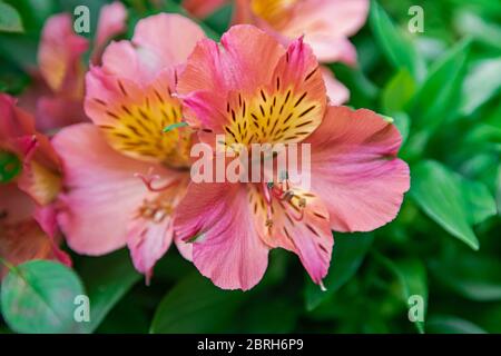 Giglio peruviano rosa, (altroemeria aurantiaca ligtu), fiorente con sfondo verde di vegetazione Foto Stock