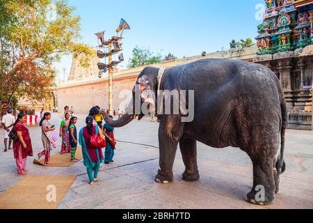 MAURAI, INDIA - 22 MARZO 2012: I pellegrini ricevono le benedizioni dal elefante del tempio vicino al tempiale di Meenakshi situato nella città di Maurai in Tamil Nadu in Foto Stock