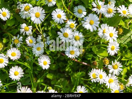 Paesaggio primaverile con fiori di camomilla bianca sul campo. Vista dall'alto dei fiori selvatici in fiore nel prato. Foto Stock