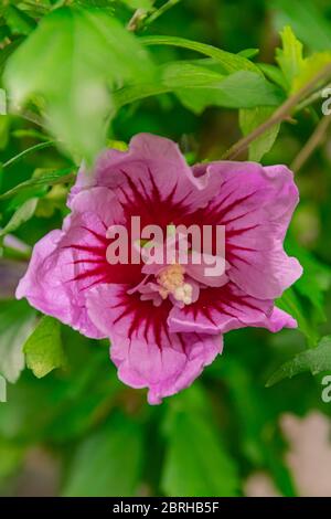 Hibiscus syriacus fiore, fiorente con sfondo verde foglie Foto Stock