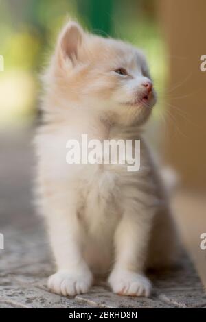 Gattino beige bianco soffice seduto all'aperto sul pavimento in pietra. Foto Stock