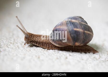 Un primo piano di una lumaca su una superficie di pietra bianca Foto Stock