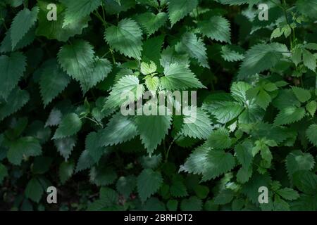 Un primo piano di verde sole illuminato foglie di ortica Foto Stock