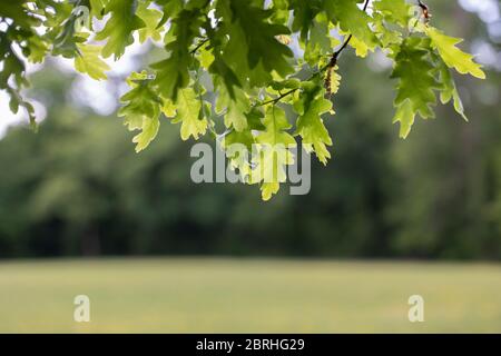 Foglie di quercia con luce solare con rami di una foresta sfocata e un prato sullo sfondo Foto Stock