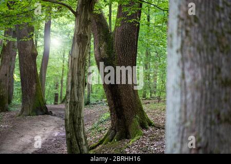 Alberi in una foresta verde con il sole che splende basso Foto Stock