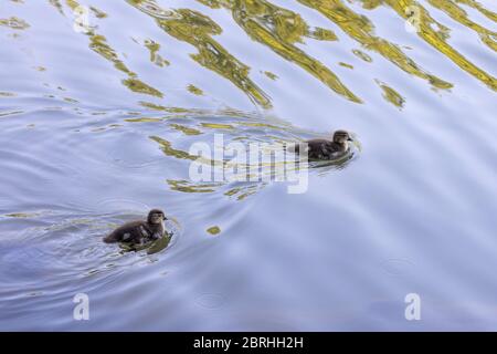 Due anatre nuotare in un lago Foto Stock
