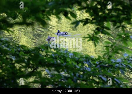 Due anatre che nuotano in un lago fotografato attraverso rami di alberi Foto Stock