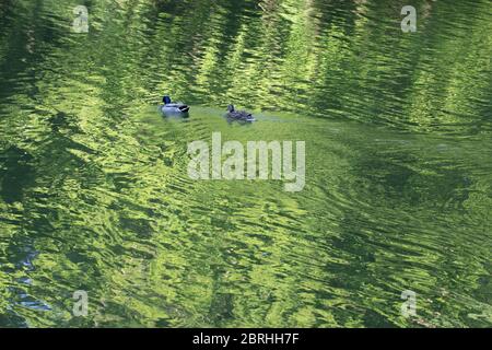 Due anatre nuotano in un lago che riflette la foresta verde Foto Stock