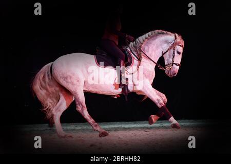 Cavallo donna e spagnolo ananas grigio cavallo velocità in esecuzione su sfondo nero in luce rossa Foto Stock