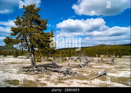 Albero che vive in Devisation Foto Stock