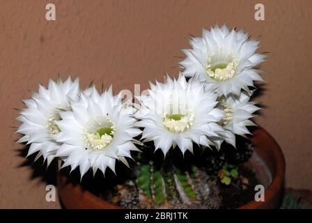 L'echinopsis oxygona è originaria del Brasile del Sud. Le sue caratteristiche includono: Forma sferica, e un grande fiore, con la lavanda appuntita o petali bianchi Foto Stock