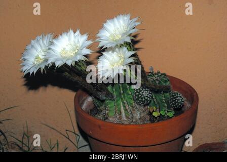 L'echinopsis oxygona è originaria del Brasile del Sud. Le sue caratteristiche includono: Forma sferica, e un grande fiore, con la lavanda appuntita o petali bianchi Foto Stock