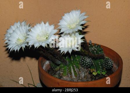 L'echinopsis oxygona è originaria del Brasile del Sud. Le sue caratteristiche includono: Forma sferica, e un grande fiore, con la lavanda appuntita o petali bianchi Foto Stock