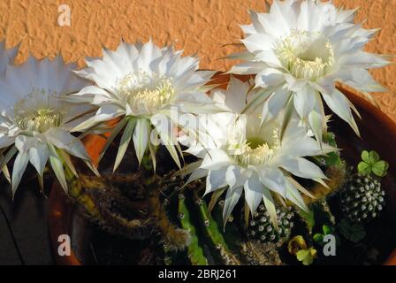 L'echinopsis oxygona è originaria del Brasile del Sud. Le sue caratteristiche includono: Forma sferica, e un grande fiore, con la lavanda appuntita o petali bianchi Foto Stock