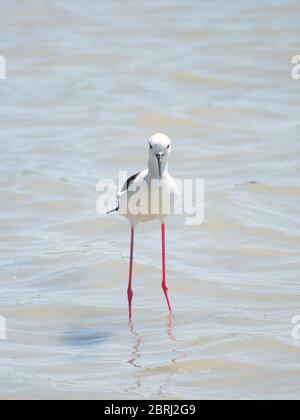 Palpito alato nero scientificamente conosciuto come Himantopus himantopus cattura di pesci su uno stagno in Spagna. Uccelli di mare in Spagna, 2019. Un palafitte nero con alata wal Foto Stock