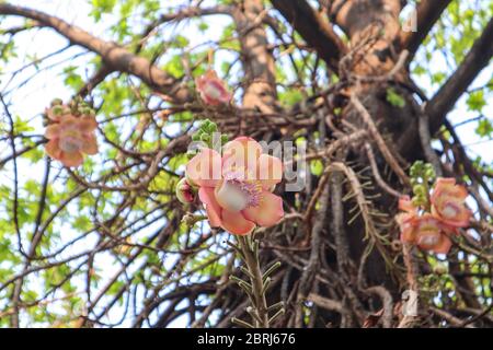 Shorea robusta o fiore di Cannonball dall'albero. Foto Stock