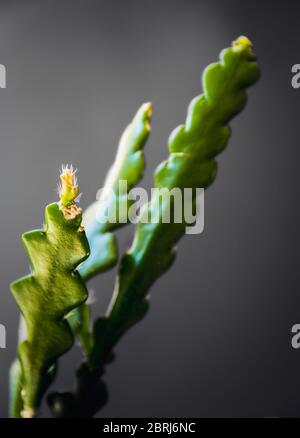Focalizzazione morbida su una nuova crescita di un cactus di pesce (Epifyllum Anguliger) su sfondo grigio scuro. Foto Stock