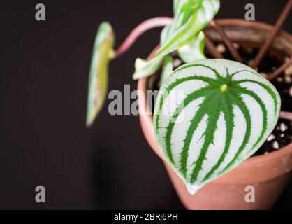 Primo piano su una foglia lucida di anguria peperomia (peperomia argyreia) plantlet con attraente motivo a strisce in piccolo vaso di terracotta su sfondo scuro Foto Stock