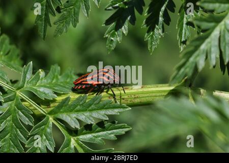 Un Bug di protezione a strisce, Graphosoma lineatum, che poggia su una pianta velenosa di Hemlock, Conium maculatum, in primavera nel Regno Unito. Foto Stock