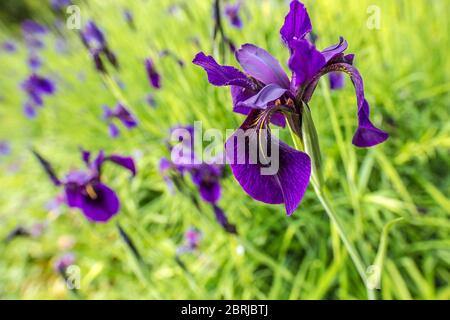 Alto angolo di vista del fiore viola iris su sfondo floreale verde chiaro e viola. Composizione diagonale dinamica, soggetto principale ben isolato. Foto Stock