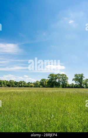 Vista sui prati vicino a Bonn in orientamento verticale. Una scena di primavera Foto Stock