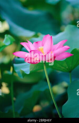 Primo piano di un fiore di loto, provincia di Jiangsu, Cina Foto Stock