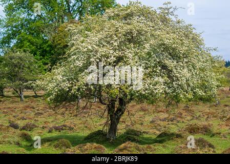 Albero di mele di granchio fiorito a maggio, Regno Unito Foto Stock