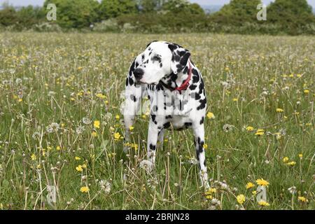 Dalmation running, seduta e posa in un prato di fiori selvatici, Wiltshire, Inghilterra Foto Stock