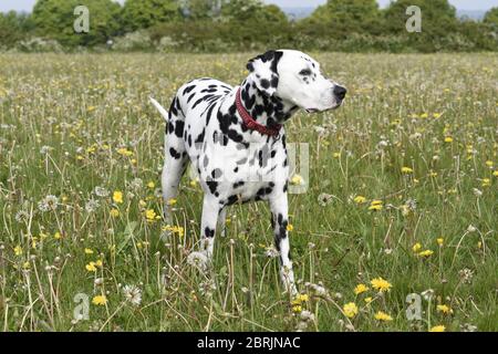 Dalmation running, seduta e posa in un prato di fiori selvatici, Wiltshire, Inghilterra Foto Stock