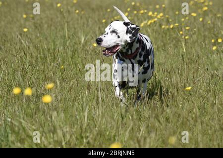 Dalmation running, seduta e posa in un prato di fiori selvatici, Wiltshire, Inghilterra Foto Stock