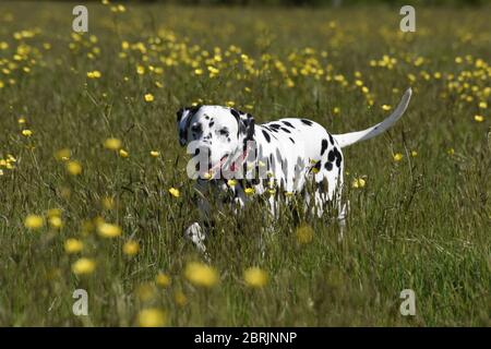 Dalmation running, seduta e posa in un prato di fiori selvatici, Wiltshire, Inghilterra Foto Stock