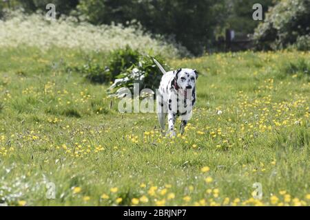 Dalmation running, seduta e posa in un prato di fiori selvatici, Wiltshire, Inghilterra Foto Stock