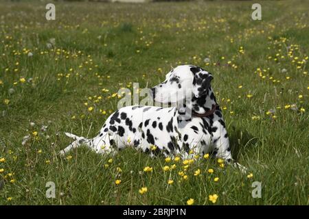 Dalmation running, seduta e posa in un prato di fiori selvatici, Wiltshire, Inghilterra Foto Stock