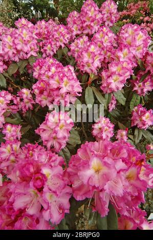 Fiore di rododendro Foto Stock