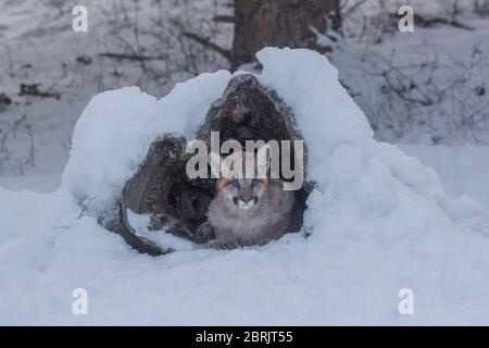 Cucciolo di leone di montagna in inverno, Montana Foto Stock