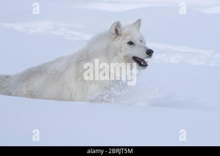 Lupo artico in inverno, Montana Foto Stock