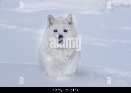 Lupo artico in inverno, Montana Foto Stock