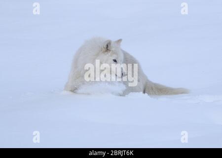 Lupo artico in inverno, Montana Foto Stock