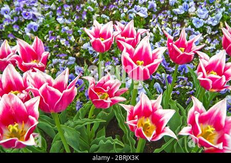 Tulipani e fiori Foto Stock