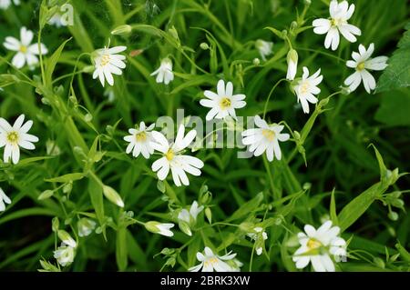Fiori bianchi di Stellaria hologea primo piano. La stellaria ologea, il Viper o il grande scagnello, è una pianta erbacea perenne fiorente nel chiodo di garofano Foto Stock