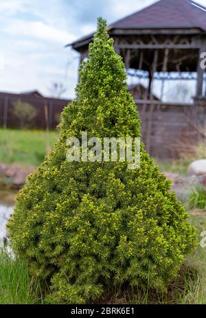 Noce abete bianco decorativo conifero albero sempreverde Picea glauca Conica in un giardino . Foto Stock