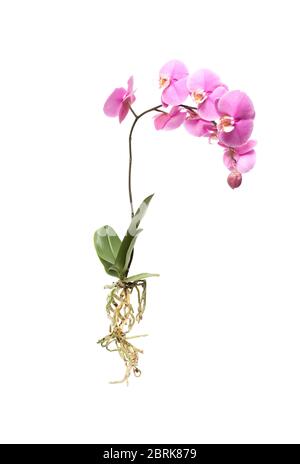 Orchidea rosa fiorente con radici su fondo bianco isolato Foto Stock