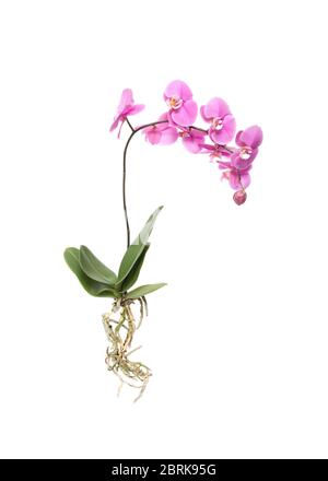 Orchidea rosa intera con radici su fondo bianco isolato Foto Stock