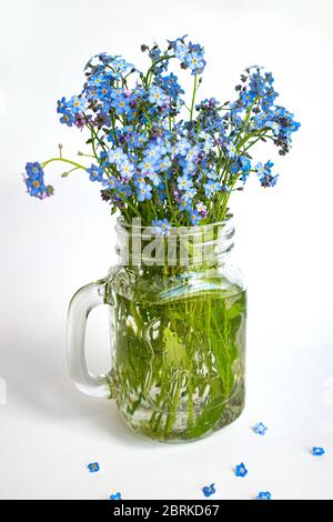 bouquet di fiori "forget-me-not" in una tazza di vetro su sfondo bianco Foto Stock