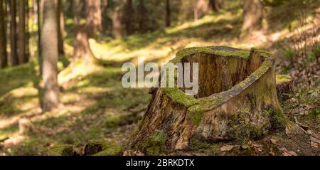 il ceppo di albero cavo è cresciuto con muschio, nella foresta Foto Stock