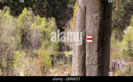 tronco d'albero con segno rosso escursionistico, nella foresta Foto Stock